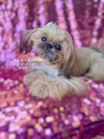 Tiny Honey, a female Shih Tzu for sale in Los Angeles, CA – 4 of 4