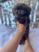 🍫AKC  TINY CHARLIE BROWN🍫, a male Shih Tzu for sale in Los Angeles, CA – 3 of 4