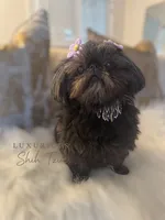 💕AKC RETIRED ADULT SUMI💕, a female Shih Tzu for sale in Los Angeles, CA – 3 of 4