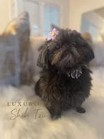 💕AKC RETIRED ADULT SUMI💕, a female Shih Tzu for sale in Los Angeles, CA – 1 of 4