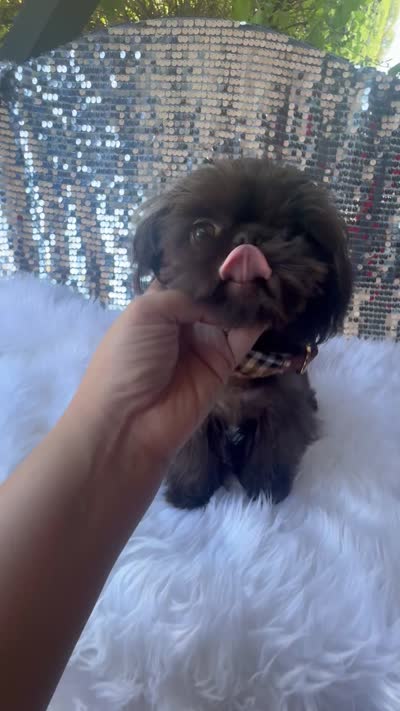 🍫AKC  TINY CHARLIE BROWN🍫, a male Shih Tzu for sale in Los Angeles, CA – 4 of 4