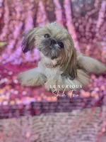 Tiny Honey, a female Shih Tzu for sale in Los Angeles, CA – 2 of 4
