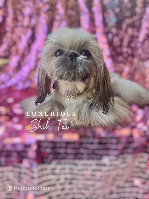 Tiny Honey – Shih Tzu puppy for sale in Los Angeles, CA