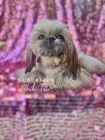Tiny Honey, a female Shih Tzu for sale in Los Angeles, CA – 1 of 4