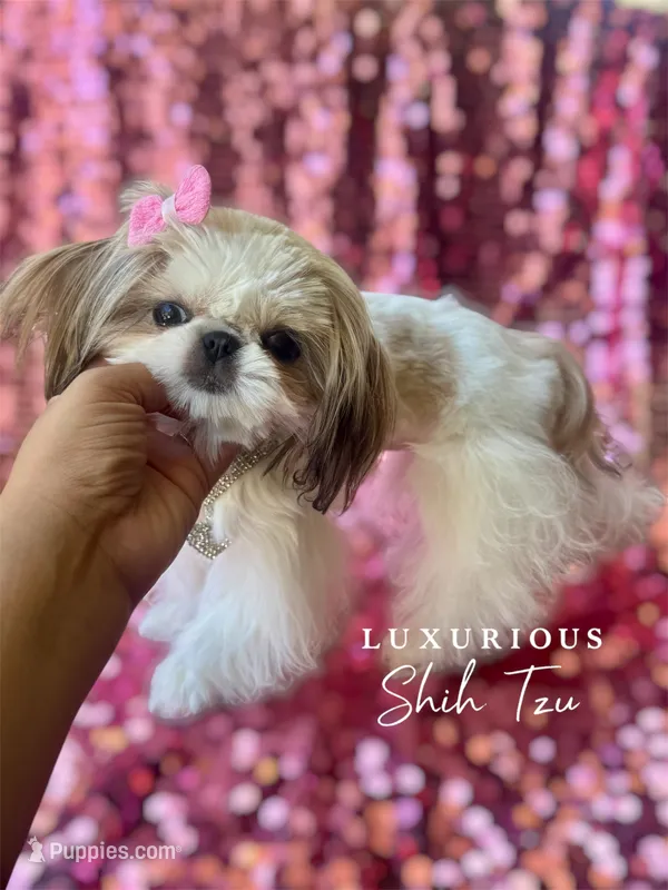Tiny Glam – Shih Tzu puppy for sale in Los Angeles, CA
