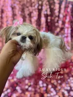 Tiny Glam, a female Shih Tzu for sale in Los Angeles, CA – 1 of 4