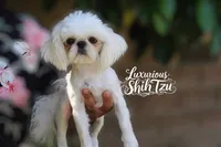 🤍AKC  YOUNG ADULT SPRITE🤍, a male Shih Tzu for sale in Los Angeles, CA – 4 of 5