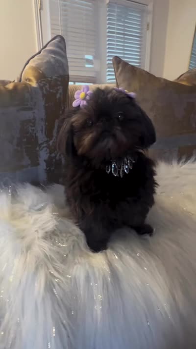 💕AKC RETIRED ADULT SUMI💕, a female Shih Tzu for sale in Los Angeles, CA – 4 of 4