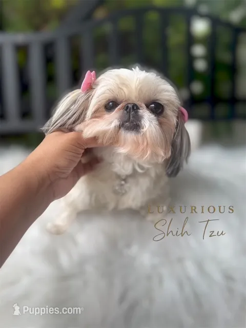 💕AKC RETIRED ADULT POSH💕 – Shih Tzu puppy for sale in Los Angeles, CA