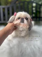 💕AKC RETIRED ADULT POSH💕, a female Shih Tzu for sale in Los Angeles, CA – 1 of 4