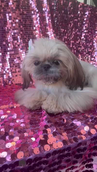 🍯AKC Tiny Honey🍯, a female Shih Tzu for sale in Los Angeles, CA – 5 of 5