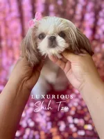Tiny Glam, a female Shih Tzu for sale in Los Angeles, CA – 4 of 4