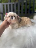 💕AKC RETIRED ADULT POSH💕, a female Shih Tzu for sale in Los Angeles, CA – 3 of 4
