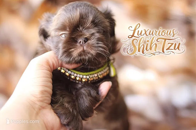 AKC CHARLIE BROWN, a male Shih Tzu for sale in Los Angeles, CA – Photo 1 of 3