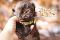 AKC CHARLIE BROWN, a male Shih Tzu for sale in Los Angeles, CA – Photo 1 of 3