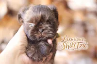 AKC CHARLIE BROWN, a male Shih Tzu for sale in Los Angeles, CA – Photo 2 of 3