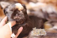 AKC CHARLIE BROWN, a male Shih Tzu for sale in Los Angeles, CA – Photo 3 of 3