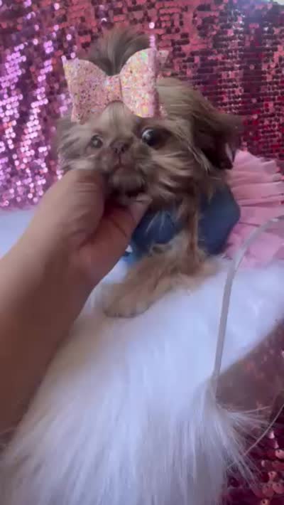 💎AKC TINY CAPRI💎, a female Shih Tzu for sale in Los Angeles, CA – 5 of 5