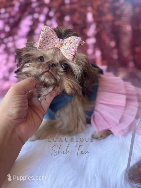 💎AKC TINY CAPRI💎 – Shih Tzu puppy for sale in Los Angeles, CA