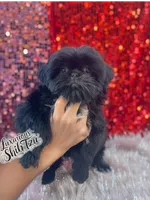 AKC BLAZE, a male Shih Tzu for sale in Los Angeles, CA – Photo 3 of 3