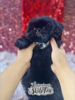 AKC BLAZE, a male Shih Tzu for sale in Los Angeles, CA – Photo 1 of 3