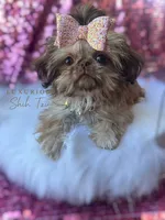 💎AKC TINY CAPRI💎, a female Shih Tzu for sale in Los Angeles, CA – 3 of 5