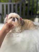 💕AKC RETIRED ADULT POSH💕, a female Shih Tzu for sale in Los Angeles, CA – 2 of 4