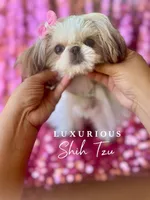 Tiny Glam, a female Shih Tzu for sale in Los Angeles, CA – 2 of 4