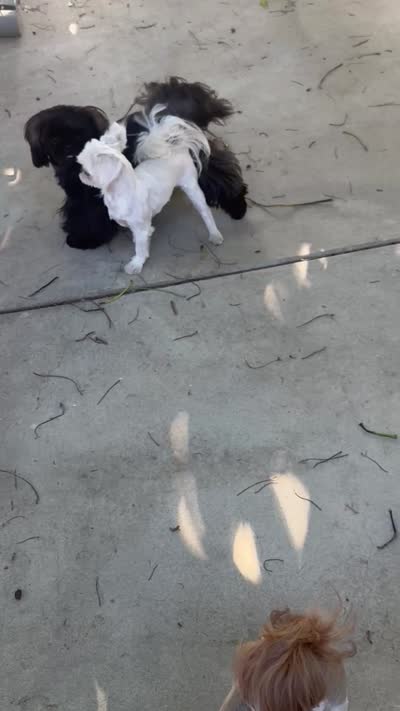 🤍AKC  YOUNG ADULT SPRITE🤍, a male Shih Tzu for sale in Los Angeles, CA – 5 of 5