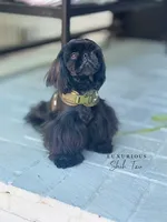 🖤AKC MIDNIGHT🖤, a male Shih Tzu for sale in Los Angeles, CA – 2 of 4