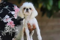 🤍AKC  YOUNG ADULT SPRITE🤍, a male Shih Tzu for sale in Los Angeles, CA – 2 of 5