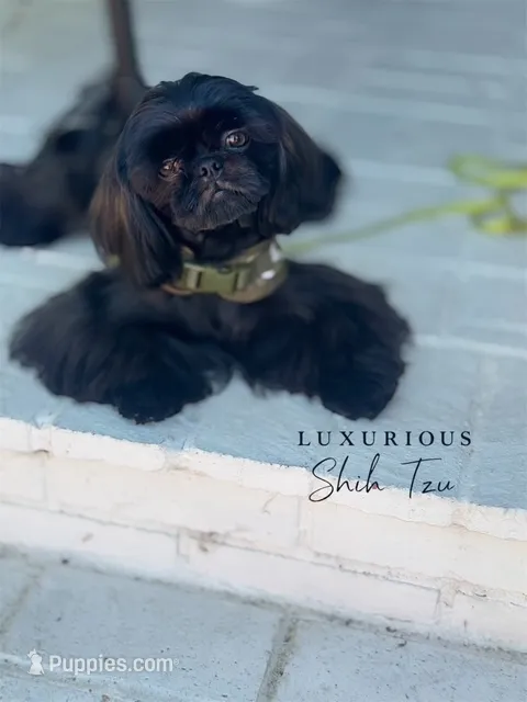 🖤AKC MIDNIGHT🖤 – Shih Tzu puppy for sale in Los Angeles, CA