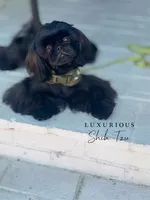 🖤AKC MIDNIGHT🖤, a male Shih Tzu for sale in Los Angeles, CA – 1 of 4