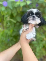 🖤🤍AKC TINY DOMINO🖤🤍, a male Shih Tzu for sale in Los Angeles, CA – 2 of 4