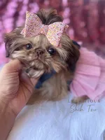 💎AKC TINY CAPRI💎, a female Shih Tzu for sale in Los Angeles, CA – 4 of 5