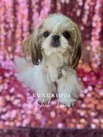 Tiny Glam, a female Shih Tzu for sale in Los Angeles, CA – 3 of 4