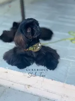 🖤AKC MIDNIGHT🖤, a male Shih Tzu for sale in Los Angeles, CA – 3 of 4