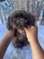 🍫AKC  TINY CHARLIE BROWN🍫, a male Shih Tzu for sale in Los Angeles, CA – 1 of 4