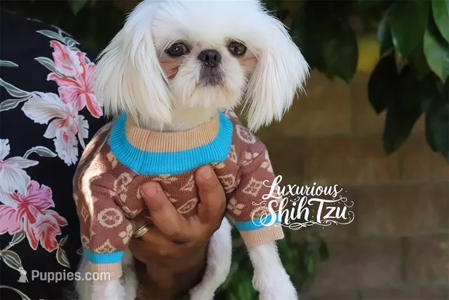 🤍AKC  YOUNG ADULT SPRITE🤍 – Shih Tzu puppy for sale in Los Angeles, CA