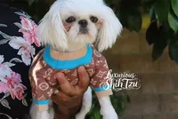 🤍AKC  YOUNG ADULT SPRITE🤍, a male Shih Tzu for sale in Los Angeles, CA – 1 of 5