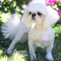 🤍AKC  YOUNG ADULT SPRITE🤍, a male Shih Tzu for sale in Los Angeles, CA – 3 of 5