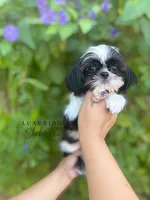 🖤🤍AKC TINY DOMINO🖤🤍, a male Shih Tzu for sale in Los Angeles, CA – 3 of 4