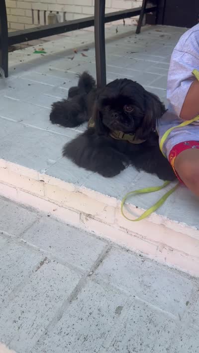 🖤AKC MIDNIGHT🖤, a male Shih Tzu for sale in Los Angeles, CA – 4 of 4