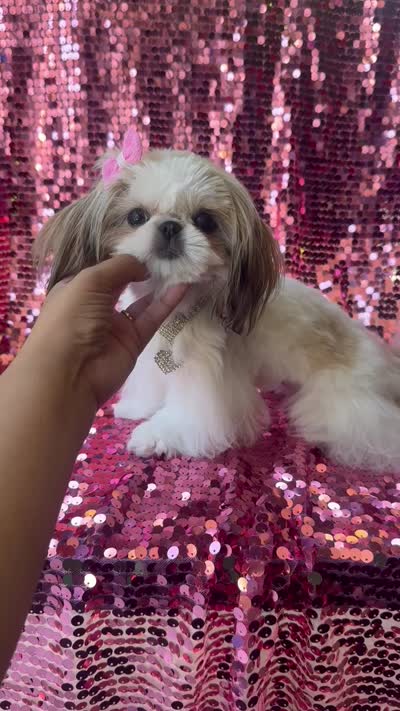 💎AKC Tiny Glam💎, a female Shih Tzu for sale in Los Angeles, CA – 5 of 5