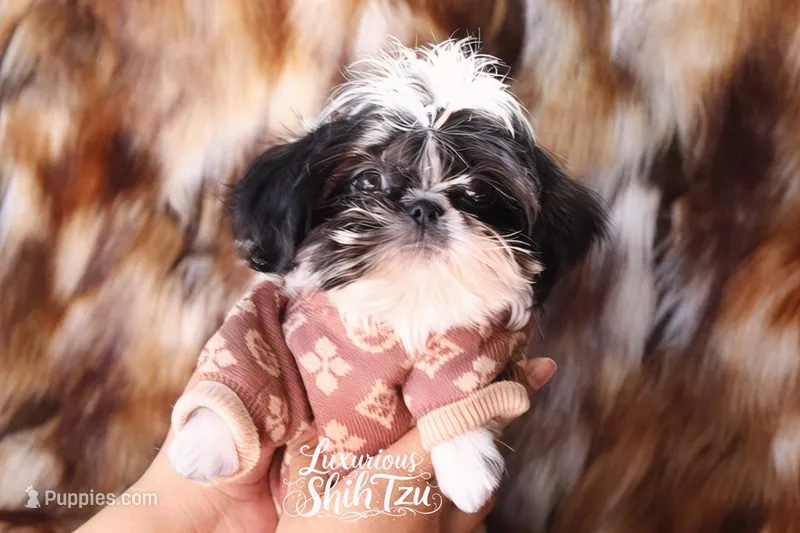 TINY DOMINO – Shih Tzu puppy for sale in Los Angeles, CA