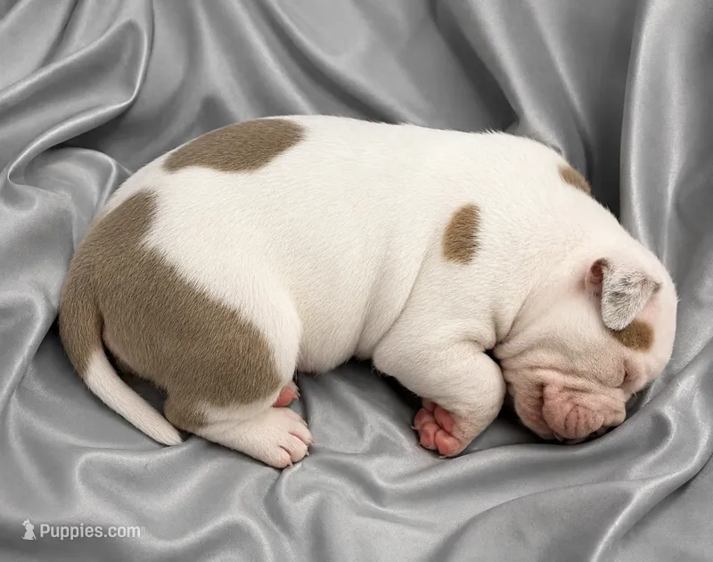 Avalanche  – American Bully puppy for sale in Camden, NJ