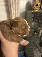 Coco , a female American Bully for sale in Camden, NJ – 3 of 3