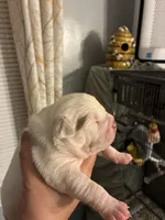 Avalanche , a male American Bully for sale in Camden, NJ – 4 of 8