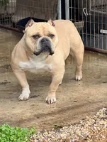Avalanche , a male American Bully for sale in Camden, NJ – 6 of 8