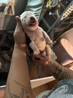 Lil 8, a female American Bully for sale in Camden, NJ – 2 of 3